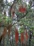 10VolcanoNP - 80 * Flowering tree
